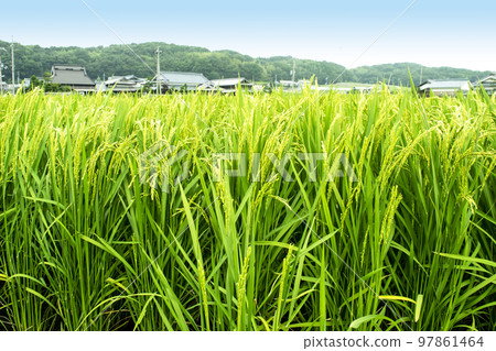 Satoyama scenery and rice farming Satoyama scenery and rice farming 97861464