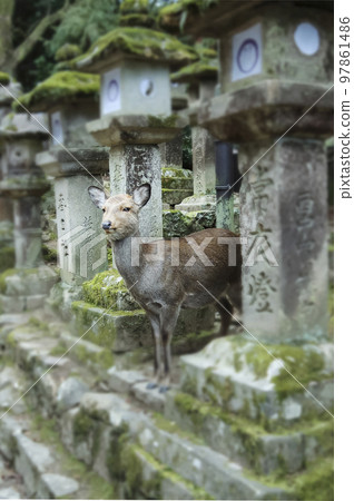 Kasuga Taisha Shrine stone lantern deer Kasuga Taisha Shrine stone lantern deer 97861486