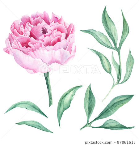 Pink watercolor peony flower and green leaves. Hand drawn botanical illustration isolated on white background. Can be used for greeting cards, bouquets, wedding invitations, fabric prints. Pink watercolor peony flower and green leaves. Hand drawn botanical illustration isolated on white background. Can be used for greeting cards, bouquets, wedding invitations, fabric prints. 97861615