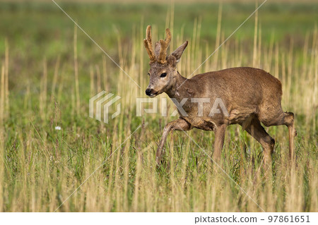 Roe deer with velvet antlers walking on long grass 97861651