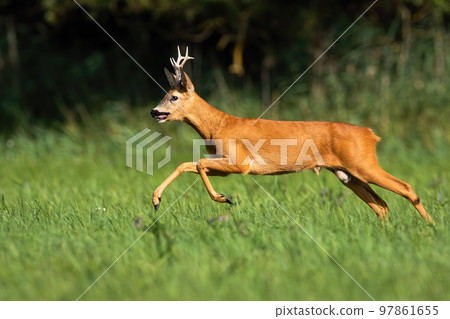 Roe deer in speed motion on meadow in summer nature Roe deer in speed motion on meadow in summer nature 97861655