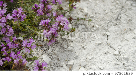 Wild Thyme Thymus serpyllum flowers, small plants growing on bare chalk. 97861689