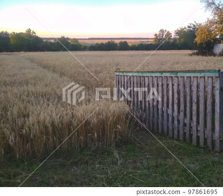 Ripe ears of wheat.Evening Rural scenery with wooden fence. Cereal crop is ready for picking. 97861695