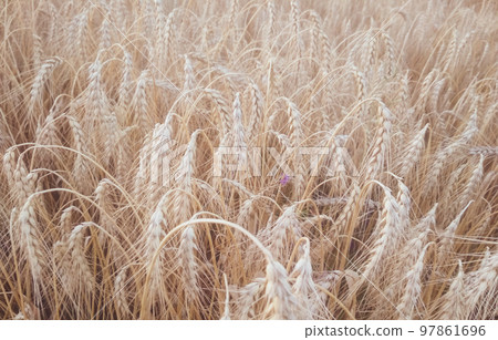Ripe ears of wheat. Natural yellow background or texture. Close-up. Cereal crop is ready for picking. Ripe ears of wheat. Natural yellow background or texture. Close-up. Cereal crop is ready for picking. 97861696
