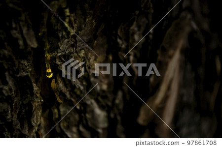 Amber drops of pine resin. Living three drops flow down the bark of the pine trunk. Organic life concept Amber drops of pine resin. Living three drops flow down the bark of the pine trunk. Organic life concept 97861708