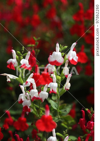 火熱的嘴唇發白開紅花 火熱的嘴唇發白開紅花 97862260