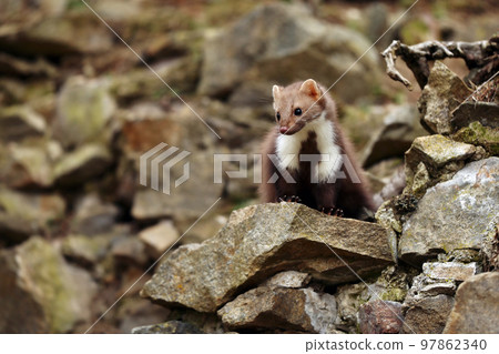 Beech marten. Small predator in the nature habitat. Wildlife scene, Czech republic. Stone marten between stones 97862340