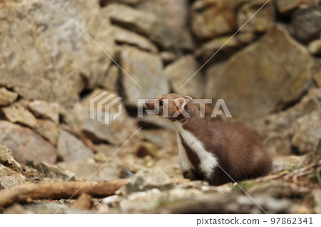 Beech marten. Small predator in the nature habitat. Wildlife scene, Czech republic. Stone marten between stones 97862341