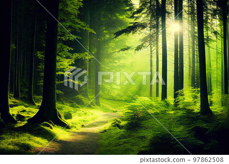 Calm green forest Calm green forest 97862508