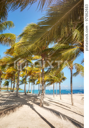 Coconut palm trees at a beautiful Caribbean beach on a sunny day, travel concept. Coconut palm trees at a beautiful Caribbean beach on a sunny day, travel concept. 97862683