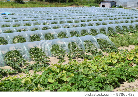 甜瓜種植Shonai沙丘 甜瓜種植Shonai沙丘 97863452
