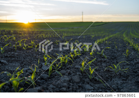 Rows of young fresh corn seedling. Maize growing in a fertile soil on a field in sunset. Cultivating of sorts corn. Agriculture. 97863601