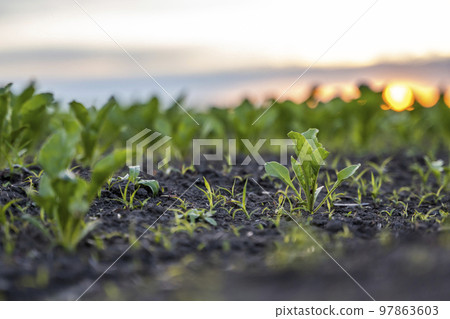 Close up young fresh beet leaves. Beetroot plants growing in a fertile soil on a field. Cultivation of beet. Agriculture. 97863603