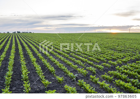Rows of young fresh beet leaves. Beetroot plants growing in a fertile soil on a field. Cultivation of beet. Agriculture. 97863605