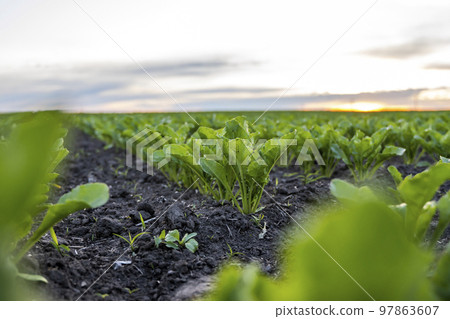 Rows of young fresh beet leaves. Beetroot plants growing in a fertile soil on a field. Cultivation of beet. Agriculture. Rows of young fresh beet leaves. Beetroot plants growing in a fertile soil on a field. Cultivation of beet. Agriculture. 97863607