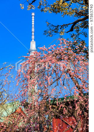 Kameido Tenjin Shrine Plum Festival in Koto Ward, Tokyo 97863740