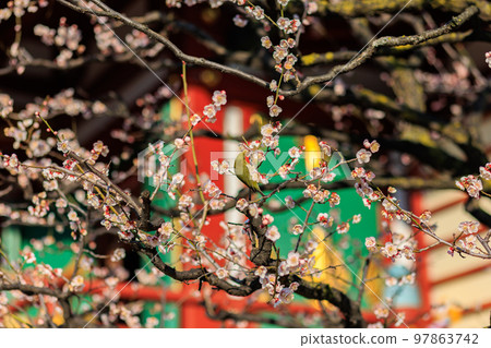 東京都江東區龜戶天神社梅花節 97863742