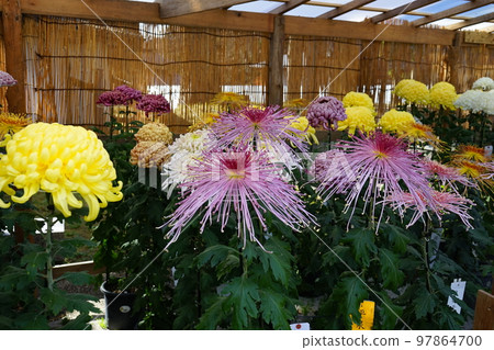 世界遺產中尊寺菊花節 97864700