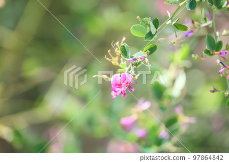 Hagi flower Hagi flower 97864842