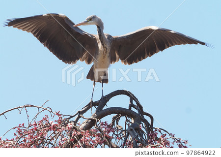 Gray heron 97864922