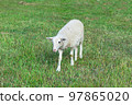 white lamb walks on the farm lawn on a sunny day 97865020