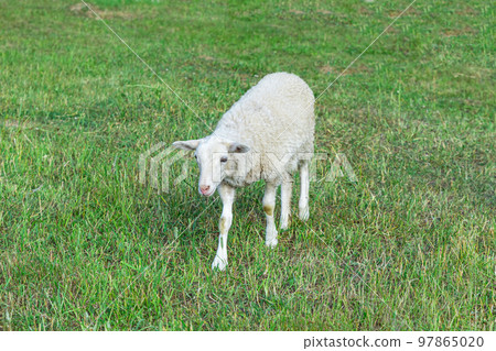 white lamb walks on the farm lawn on a sunny day 97865020