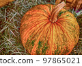 ripe orange pumpkin appetizing whole vegetable close up on a background of hay 97865021