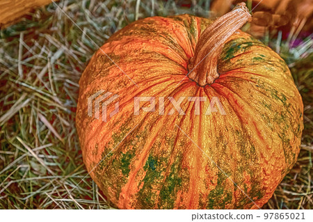 ripe orange pumpkin appetizing whole vegetable close up on a background of hay 97865021