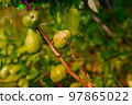 immature big green pear hangs on a branch grows and matures close up 97865022