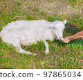 young lamb lies in a meadow and a girl feeds her pets 97865034