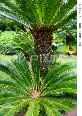 4155 Cycad discovered sperm 97865123