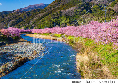 伊豆河津町的冬天，河津川沿岸的櫻花樹 97865144