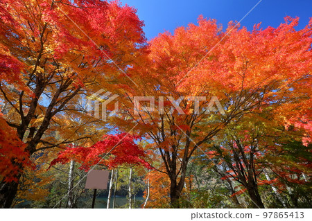 Mitomi, Yamanashi City, Yamanashi Prefecture: A view of bright red maple trees on the shores of Hirose Dam Hirose Lake in fall foliage 97865413