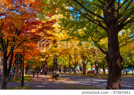 Yellow autumn leaves of ginkgo trees in Hokkaido University in Sapporo city in autumn 97865861