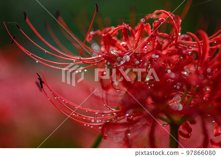Manjushage, cluster amaryllis, 石蒜科, 雨後 97866080