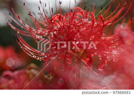 Manjushage, cluster amaryllis, amaryllidaceae, after rain Manjushage, cluster amaryllis, amaryllidaceae, after rain 97866081