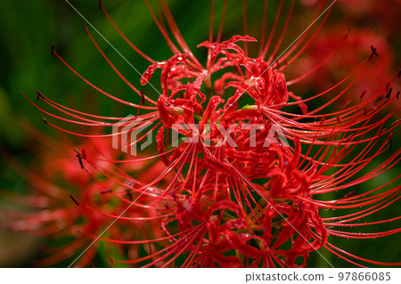 Manjushage, cluster amaryllis, amaryllidaceae, after rain 97866085