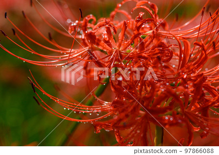 Manjushage, cluster amaryllis, 石蒜科, 雨後 Manjushage, cluster amaryllis, 石蒜科, 雨後 97866088