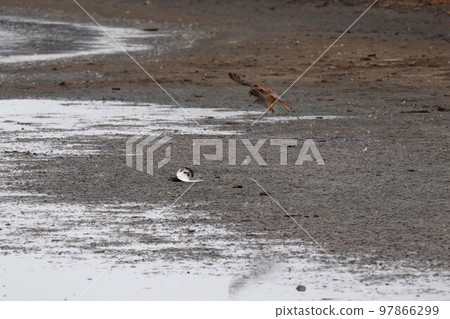 紅隼狩獵 97866299