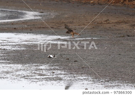 紅隼狩獵 97866300