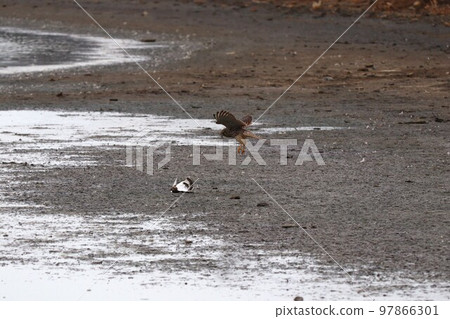 Kestrel hunting Kestrel hunting 97866301