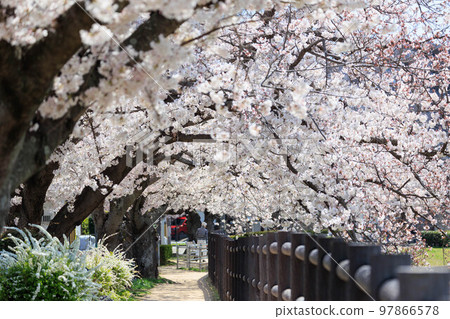 Cherry blossom trees in sunny weather "Hyogo Prefecture" Cherry blossom trees in sunny weather "Hyogo Prefecture" 97866578