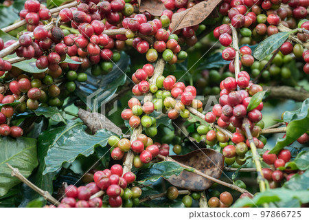 Coffea tree is a genus of flowering plants whose seeds, called coffee beans, are used to make various coffee beverages and products. Coffea tree is a genus of flowering plants whose seeds, called coffee beans, are used to make various coffee beverages and products. 97866725