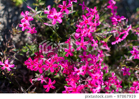 芝櫻_芝櫻_鼻子_花_紅 97867919
