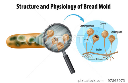 structure and physiology of bread mold structure and physiology of bread mold 97868973