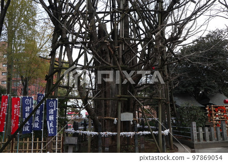 川崎稻毛神社的神木 川崎稻毛神社的神木 97869054