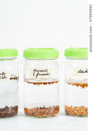 Day 1. Growing organic sprouts in a mason jar with sprouting lid on the kitchen counter. 97869892