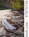 浮木被沖上海灘 97870736