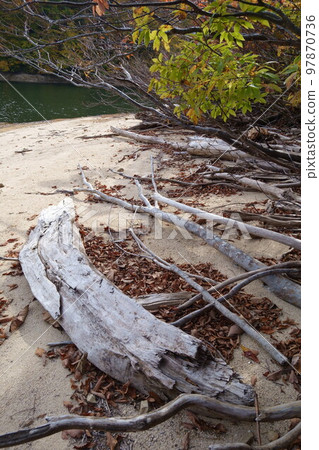 浮木被沖上海灘 97870736