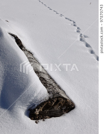 倒下的樹木和埋在雪中的動物腳印 97870743